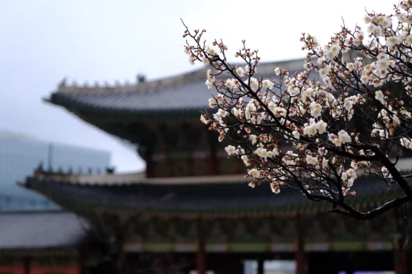 Why Korean Palaces Are Smart Stops for Travelers