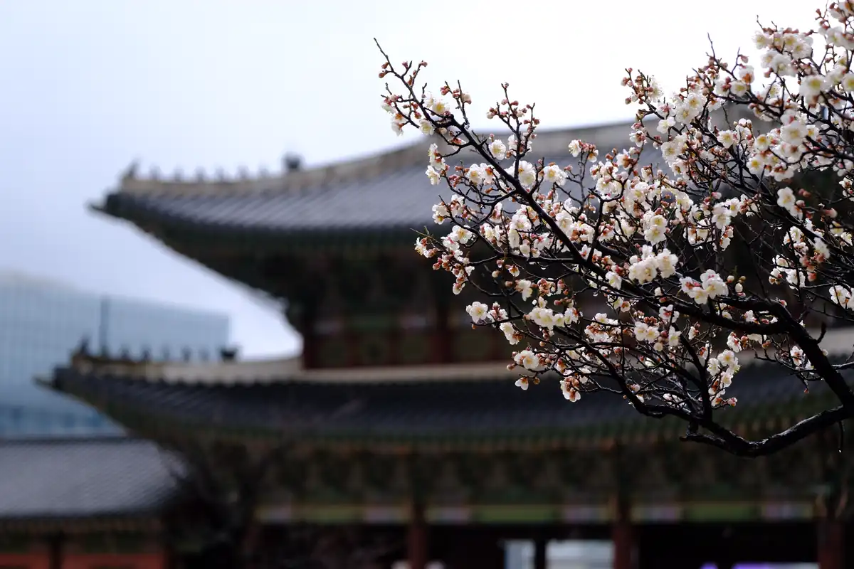 Why Korean Palaces Are Smart Stops for Travelers